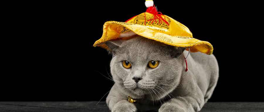 什么猫粮才是好猫粮,什么猫粮营养最好