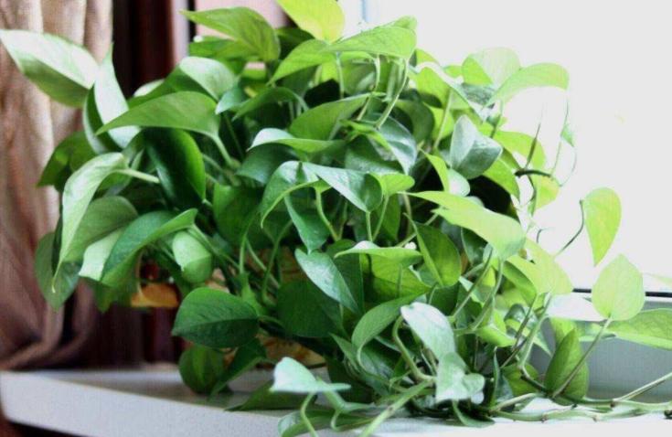 浴缸里种了一颗绿萝水质变好了,鱼缸上面养殖绿萝风水