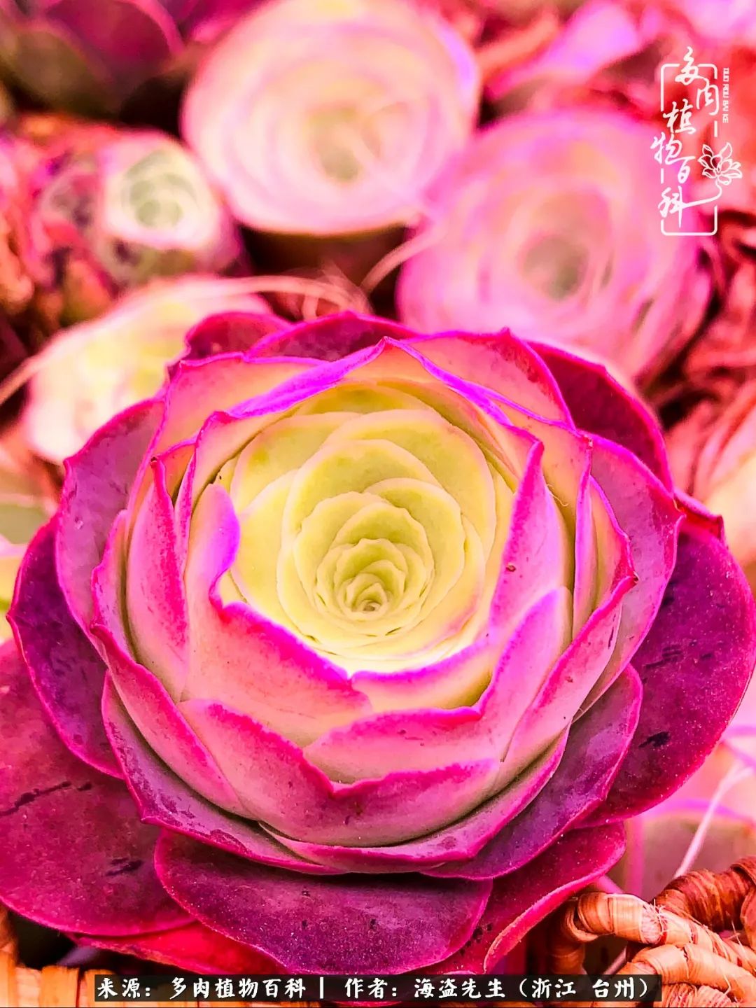 山地玫瑰养护顺口溜,山地玫瑰的养护种植注意事项视频