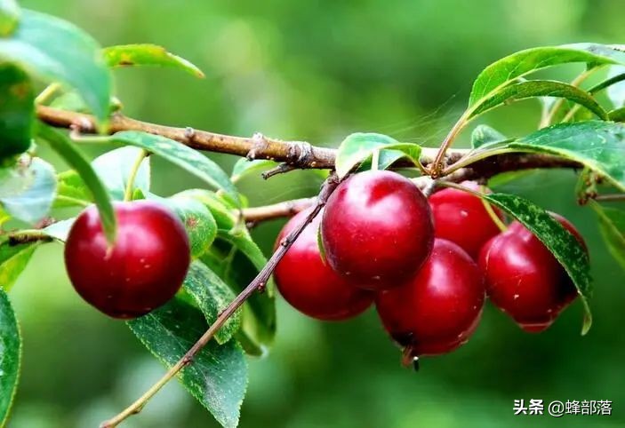 欧李钙果适合在什么地方种植,欧李与钙果及山楂有什么区别