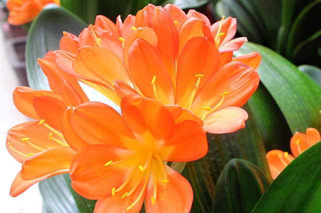 各个城市的市花中国城市市花大全,中国各个城市市花大全