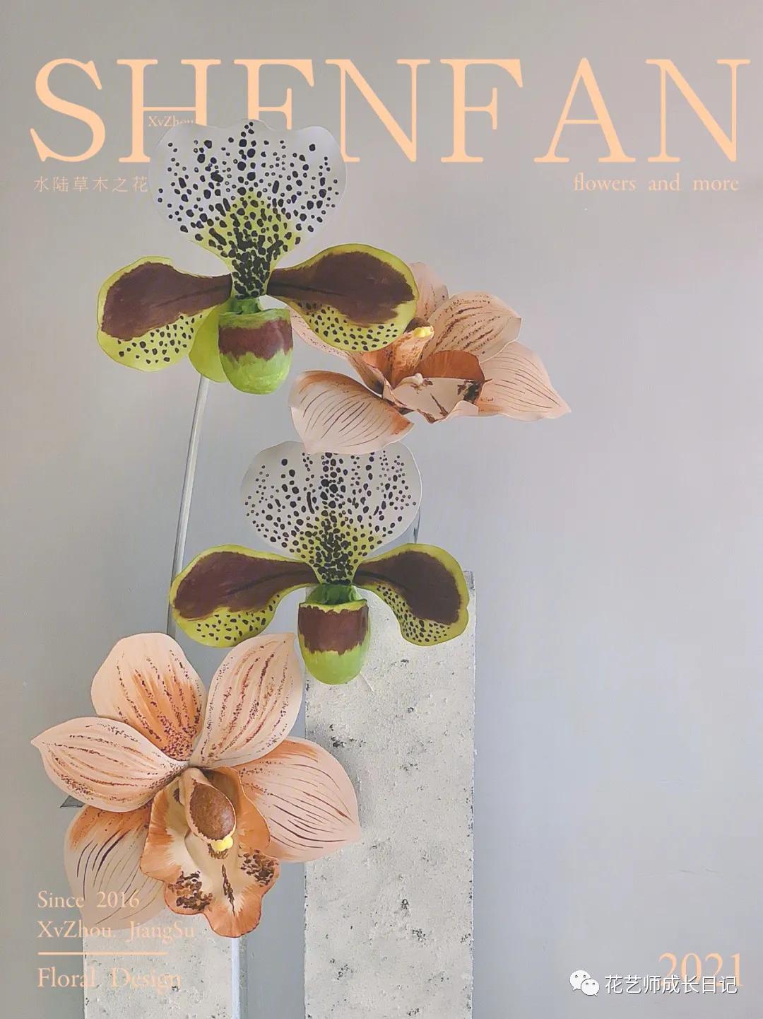 最名贵十种兰花兜兰,每日一花石竹花