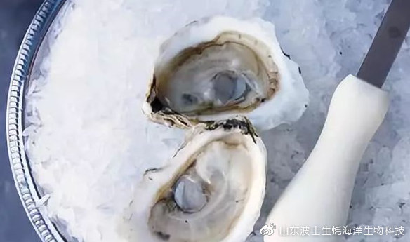 宵夜吃生蚝真实视频,宵夜湛江生蚝生吃