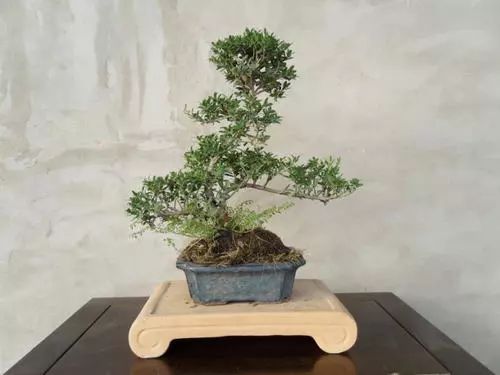 冬青树怎么养才能更茂盛,冬青树的养殖方法和注意事项