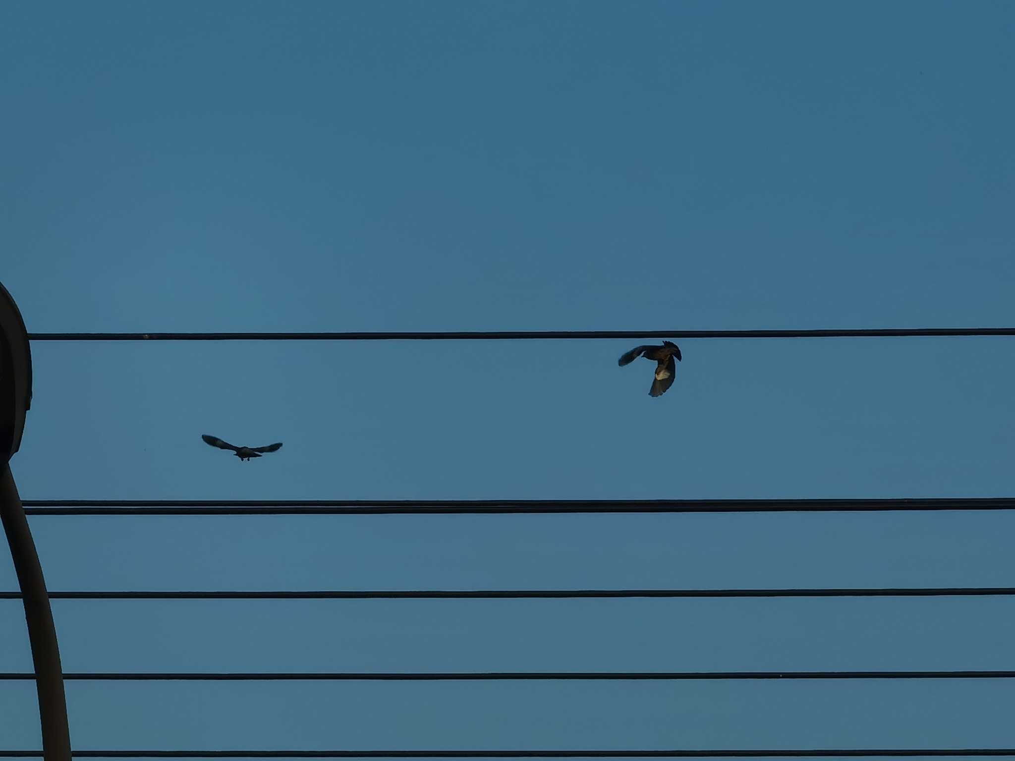 华为p40pro和荣耀30pro+哪个好,华为p40pro全面评测神仙颜值