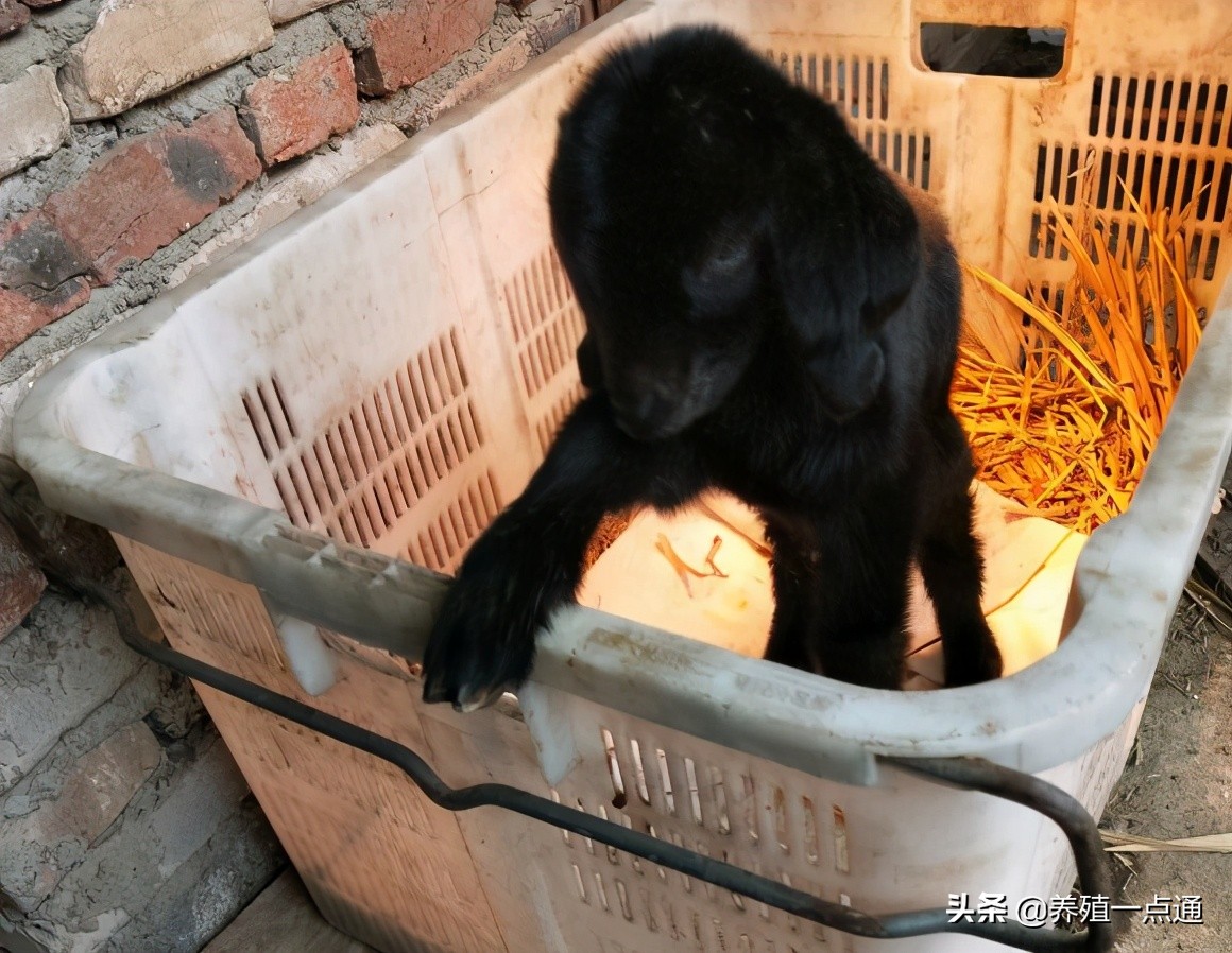 90后养羊专业户,最赚钱的养羊模式