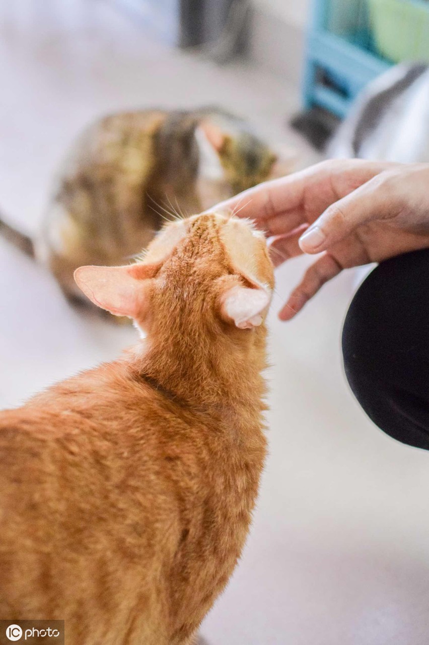 为什么越来越多的人提倡领养代替购买？