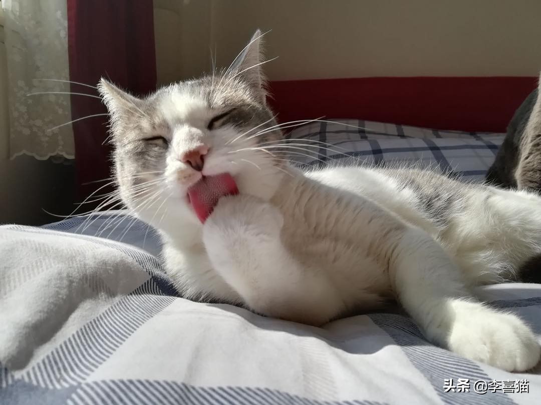 关于猫咪的这些小知识你都知道吗,揭秘猫咪的四个冷知识你知道吗