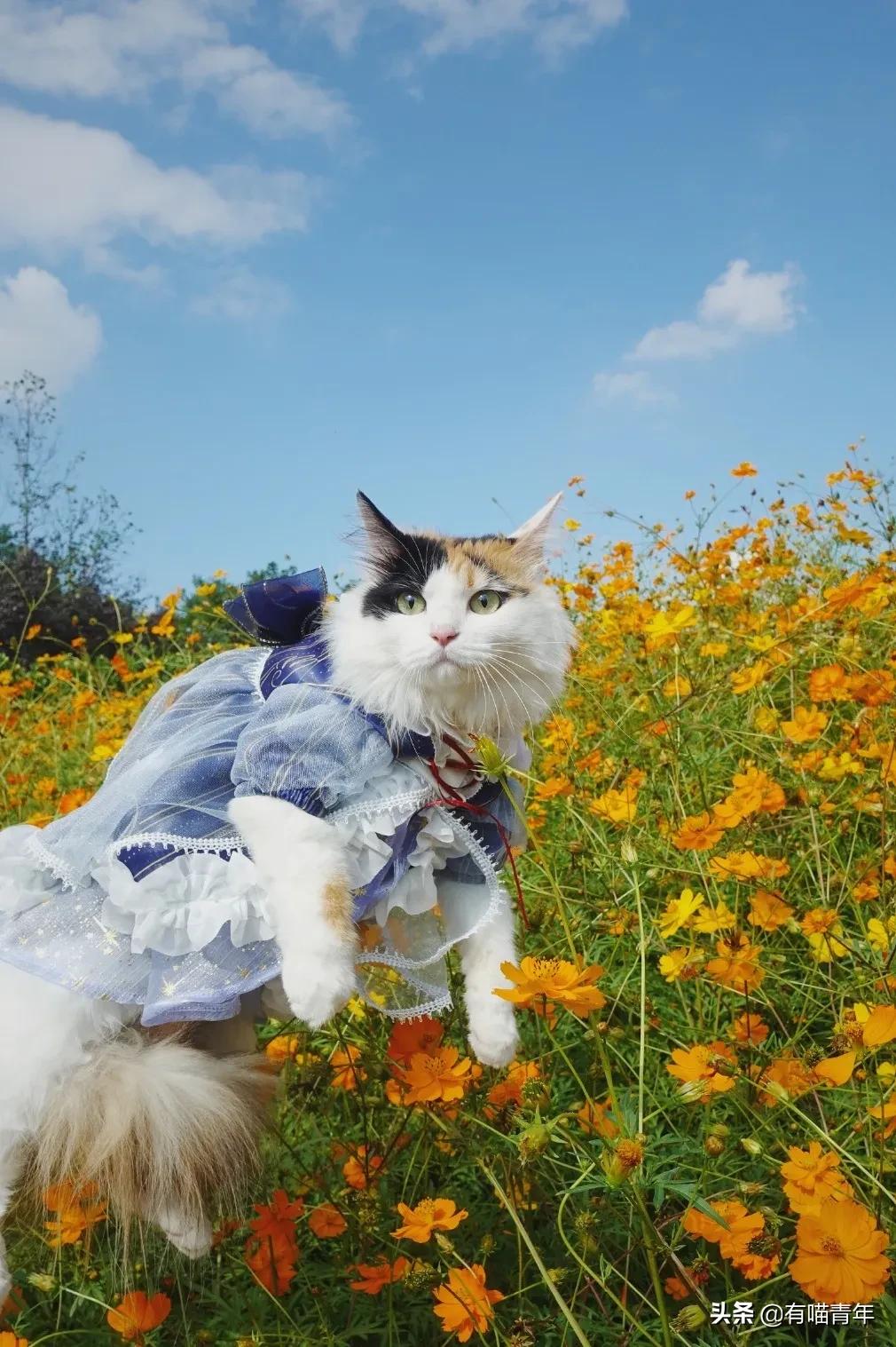 漂亮的三花猫欣赏,最迷人的三花猫