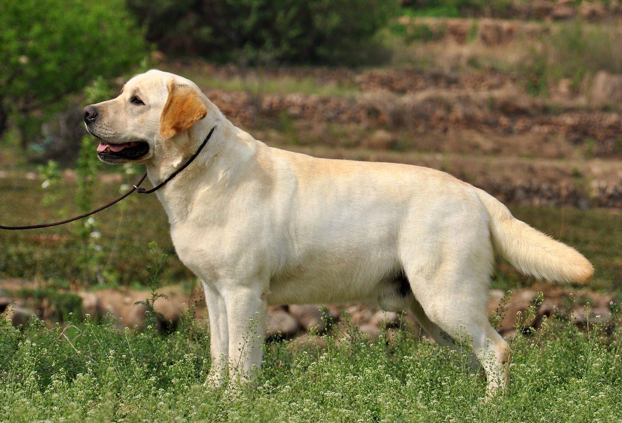 神犬小七属于哪种品相的拉布拉多,拉布拉多边牧神犬小七