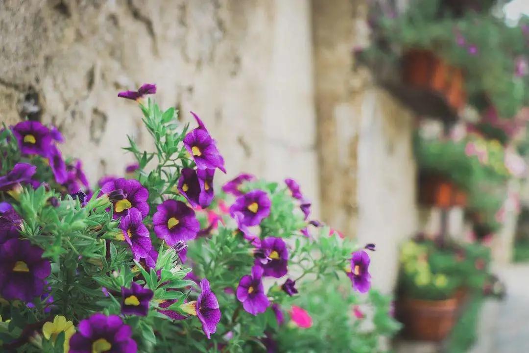 50种·蓝紫色系植物,尊享高贵典雅浪漫的视觉盛宴