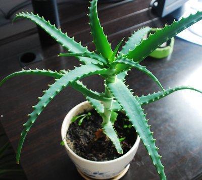 芦荟施肥春夏秋冬,芦荟正确的施肥方法