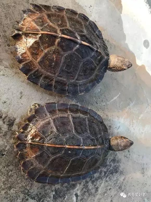 龟暴毙会是水的问题吗,草龟突然暴毙什么原因