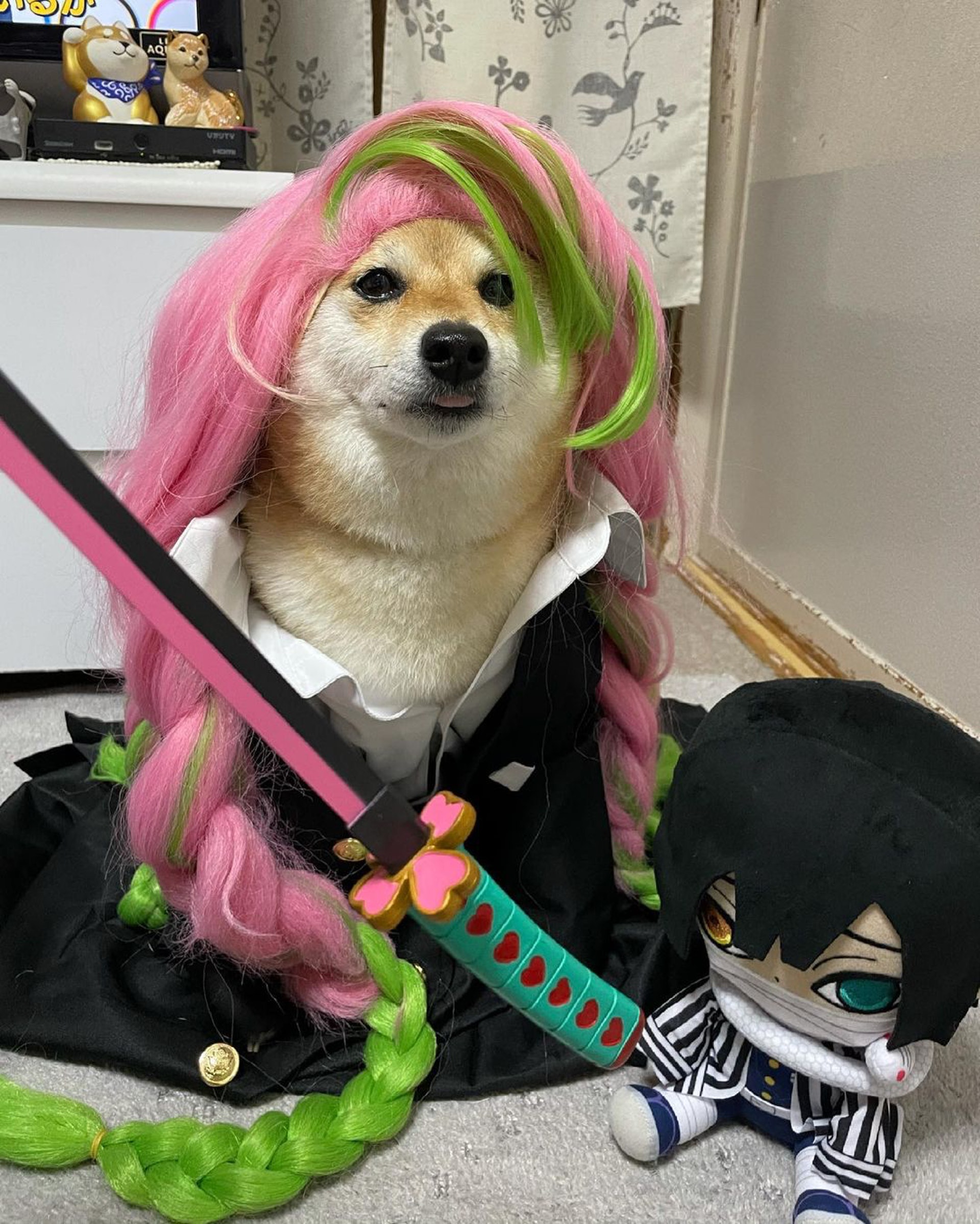 被砖头压住了!影帝柴犬超入戏25个连自己也骗倒的瞬间