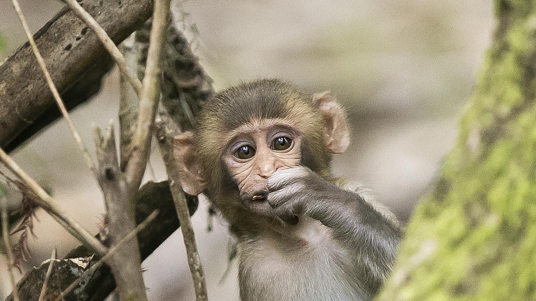 猴子为什么怕蛇的原因,猴子有多怕蛇