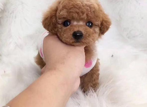 泰迪2个月吃什么,泰迪2个月吃什么鱼油