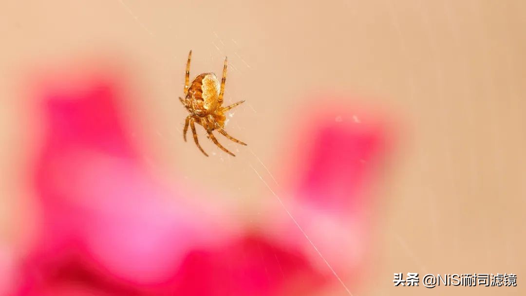 nisi近摄镜放大倍率,nisi偏振镜评测