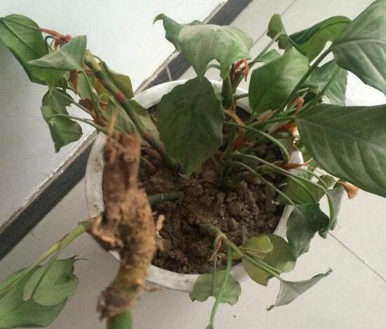 万年青烂根最好的处理方法,万年青根腐烂黄叶是什么原因