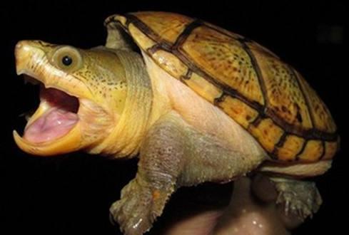 鱼池里的乌龟冬天怎么过冬,冬天乌龟如何过冬