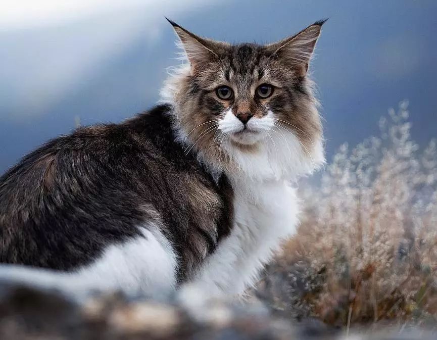 冬天如何正确的给猫咪保暖,冬季怎么给猫咪保暖