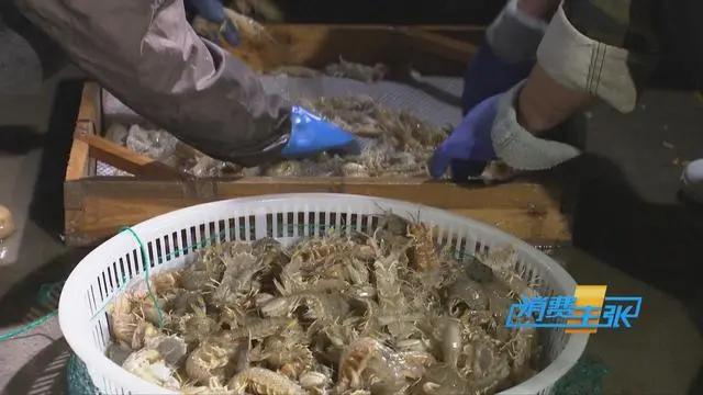 三亚海鲜市场皮皮虾多少钱一斤,海鲜市场上的皮皮虾