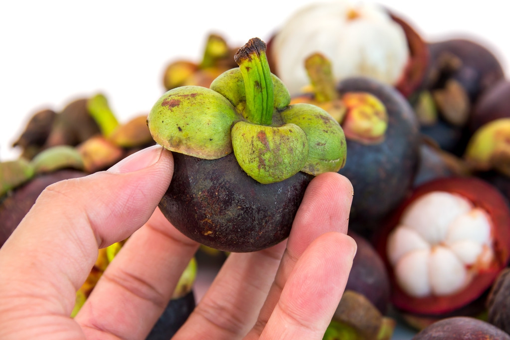 山竹的成熟期怎么挑选山竹,山竹怎么挑选教你山竹选购技巧