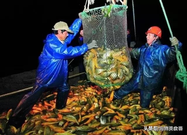 曾是四大海产之一,靠叫声互相识别,却被人类用噪声团灭