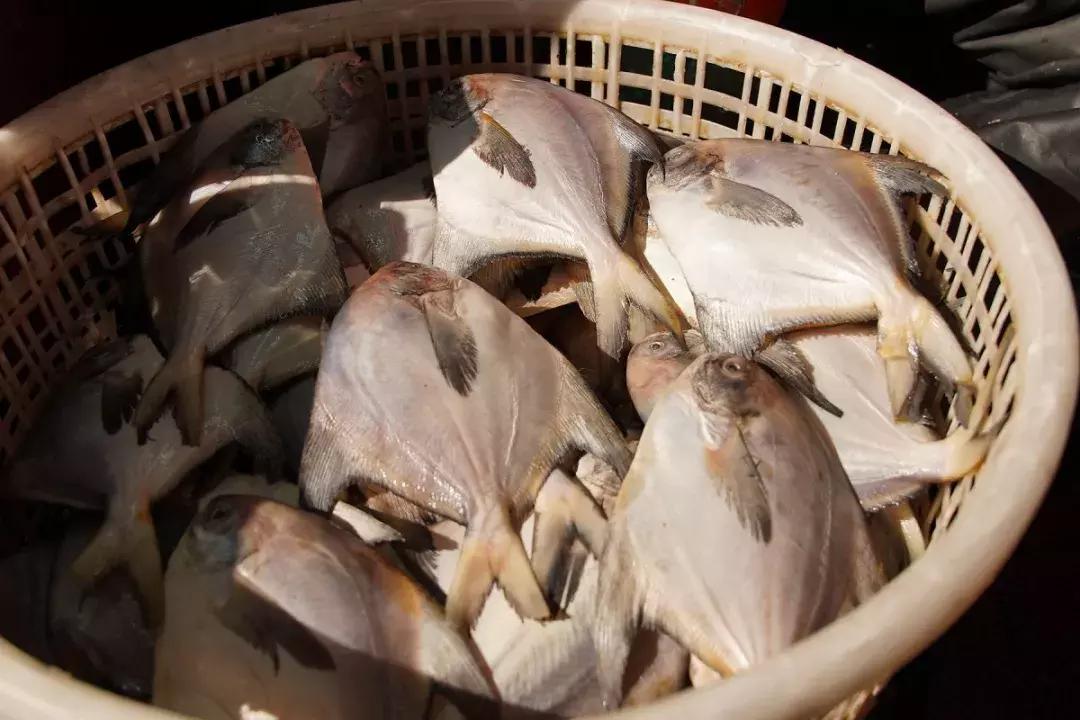 年味｜带上小拖车跟我走！这里买年货实惠好吃