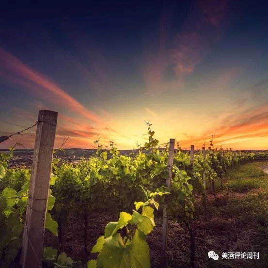 最贵、最知名、最超值、最具潜力！充满「最」的超级话题性产区