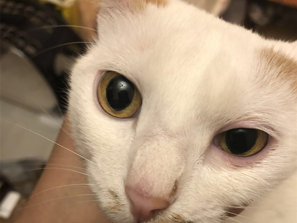 给猫拍照用闪光灯危害,给猫拍照会有什么后果