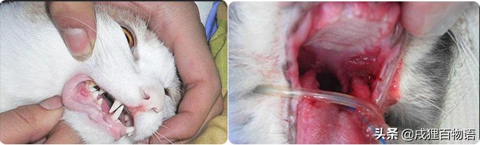 令人闻风丧胆的鼠疫,让猫咪致命的常见物