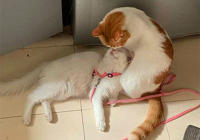 猫咪费洛蒙对猫有危害吗,猫咪费洛蒙使用注意事项