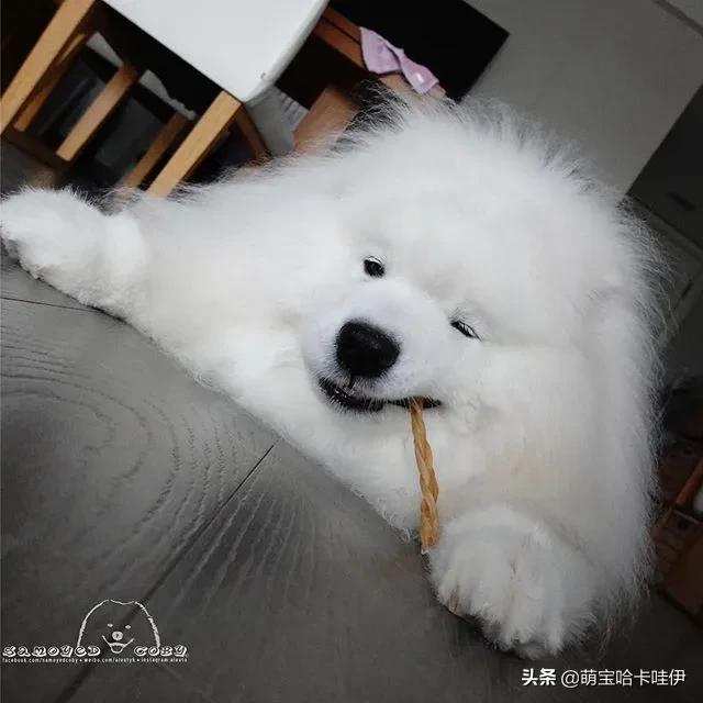 萨摩耶和柯基谁长得大,萨摩耶和柯基哪个长得大