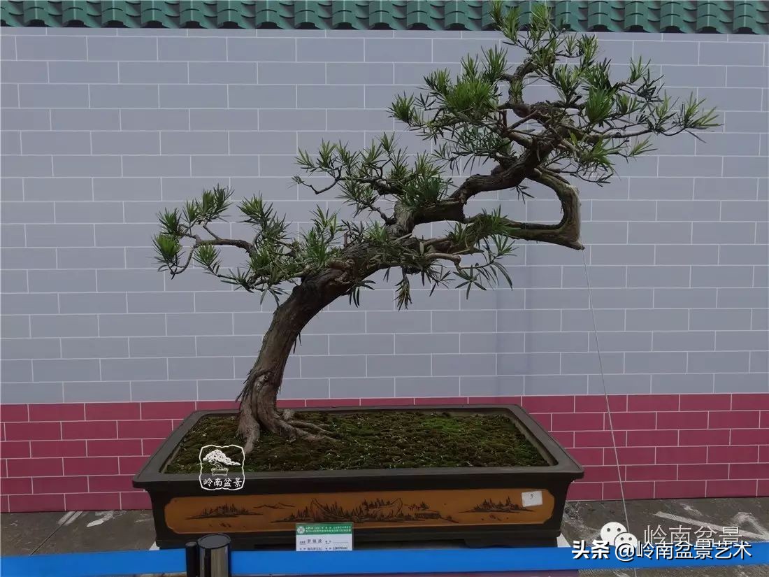 开运招财，非其莫属！清风雅韵，当之无愧！