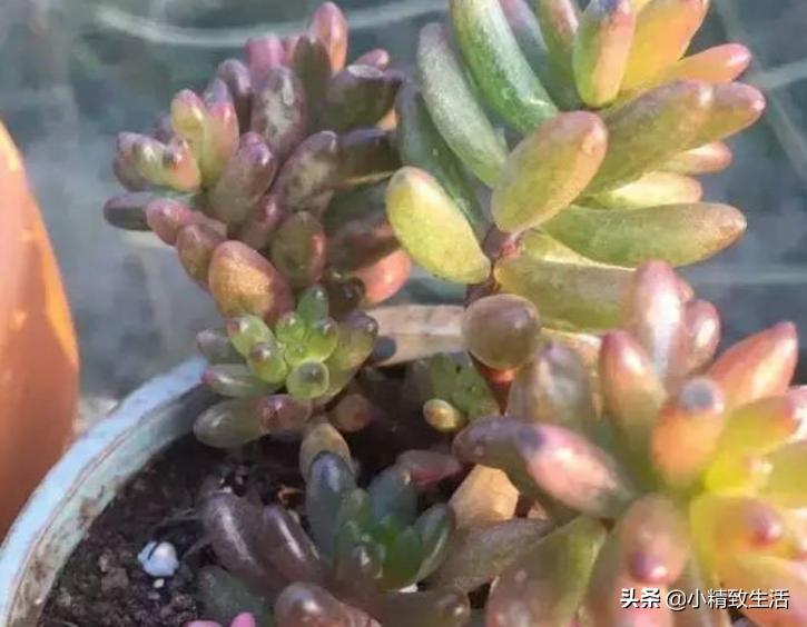 刚上盆的多肉晒太阳化水怎么处理,多肉化水原因及解决方法