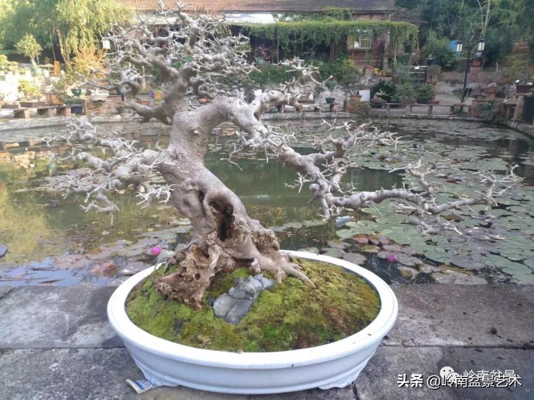 榆树盆景何时修剪最好,盆景怎样修剪最好看