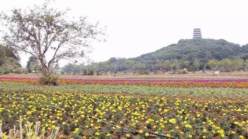 郑州春节周边景区免费景点大全,春节赏花的好去处