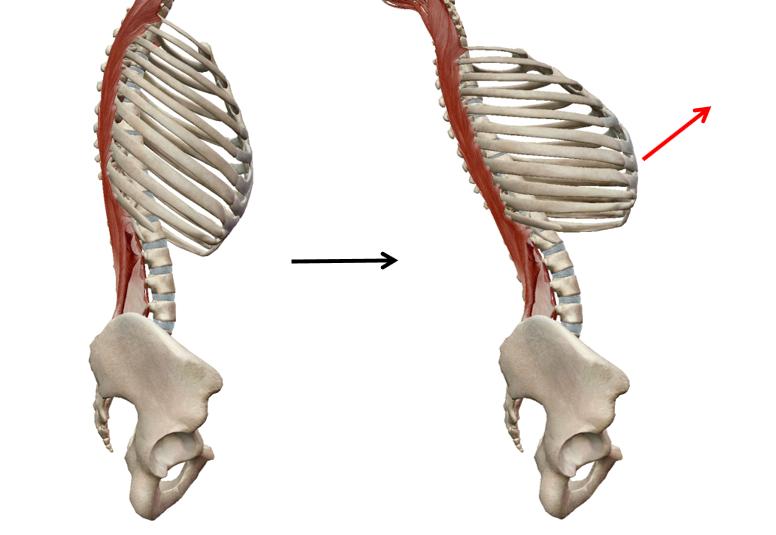 肋骨外翻健身动作,肋骨外翻普拉提动作