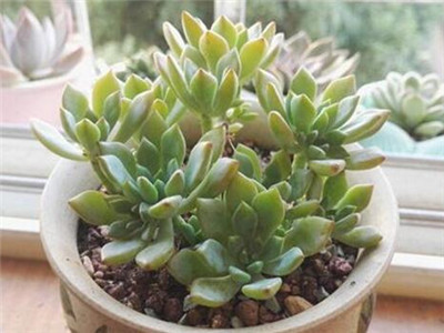如何养殖多肉植物和盆栽,如何养殖多肉绿萝盆栽