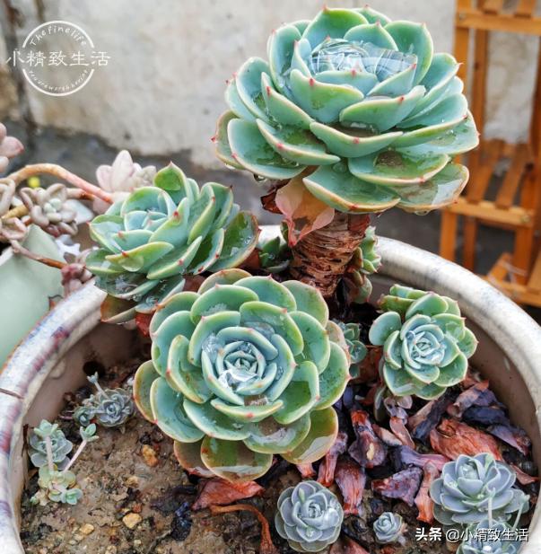 10种公认最好养好养的多肉老桩,比较好养的多肉老桩
