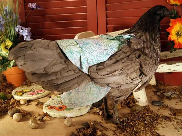 奇葩养宠物,可以合法饲养的奇葩宠物