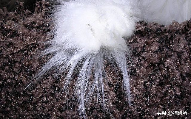 猫咪脚上有伤口得把毛全剃了吗,猫咪冬天剪毛发会感冒么