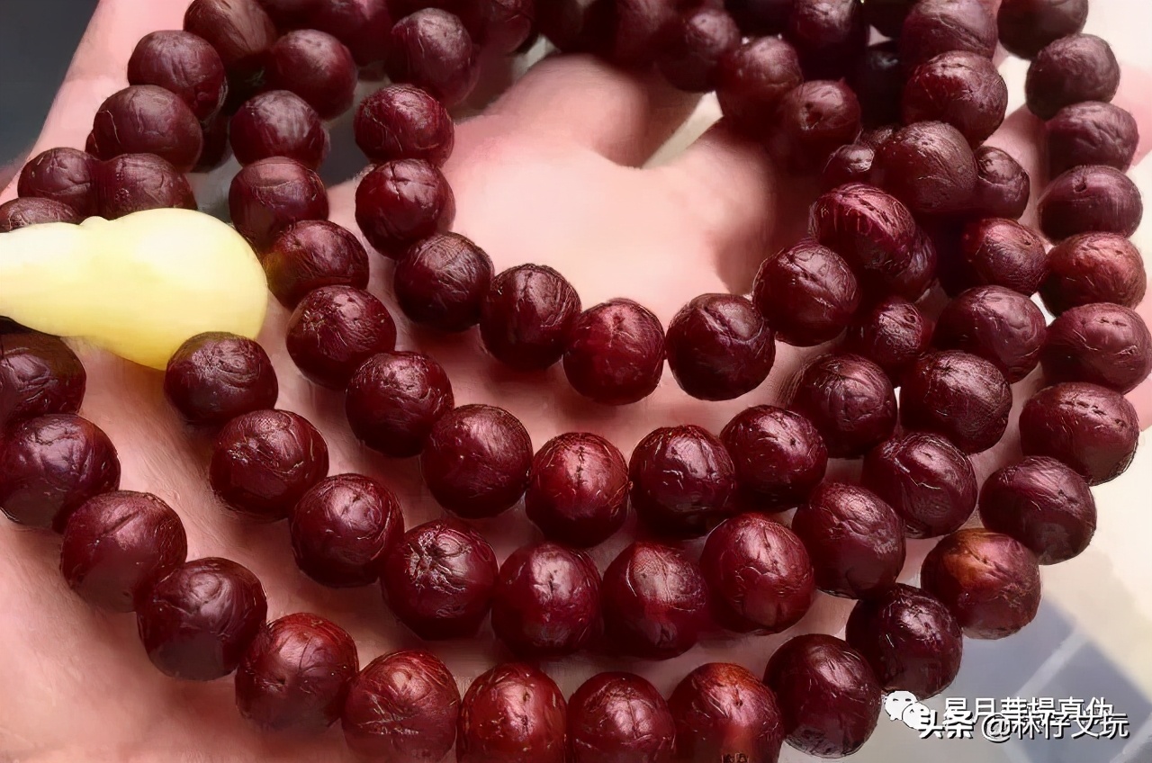 凤眼菩提视频教程,凤眼菩提介绍视频