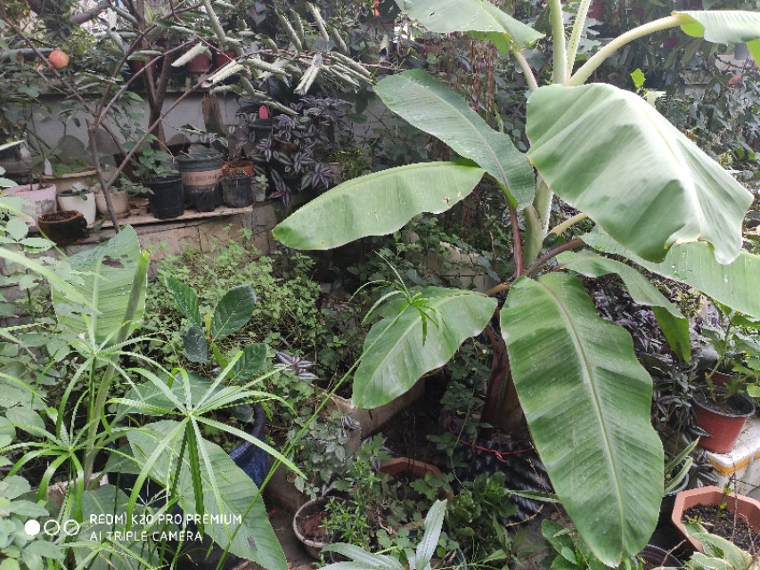 屋顶花园的香蕉种植技术,香蕉如何种植短视频