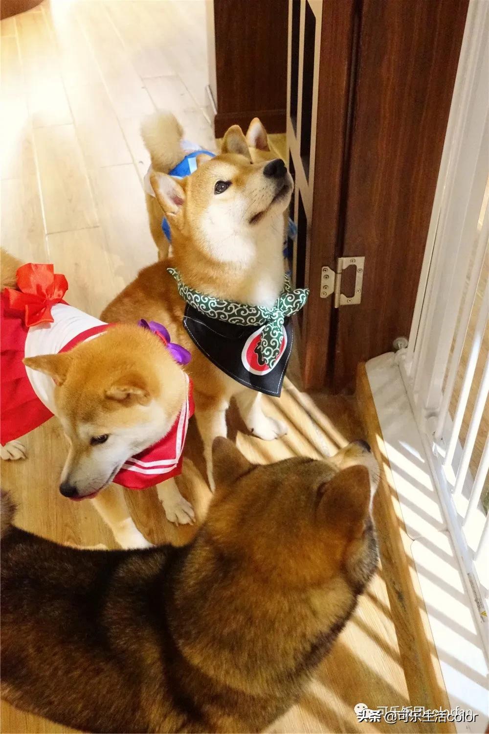 广州撸柴胜地！仲有怀旧零食、游戏室激萌柴犬周边