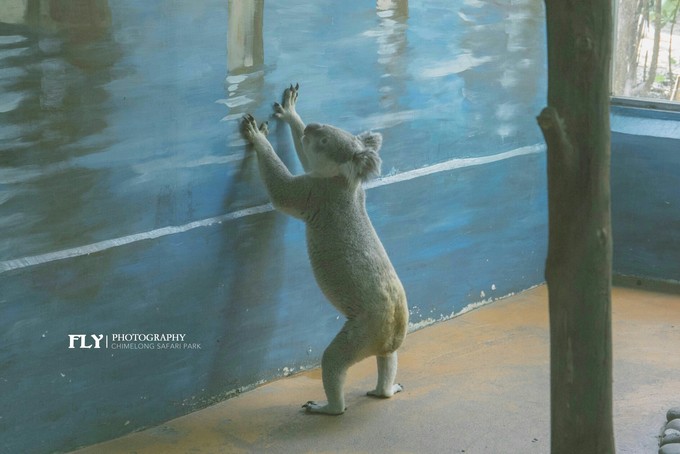 长隆拟变开放式世界主题乐园,广州长隆五大主题公园怎么玩