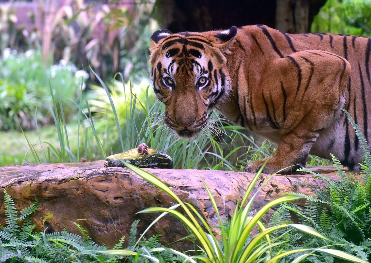 真正的野生老虎多可怕,为什么野生老虎处于危险中