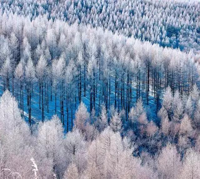 此生必去看一次雾凇太美了,此生必去看一次雾凇简直要美哭了