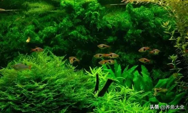 鱼缸水是清澈的但是有异味,孔雀鱼缸有异味怎么处理