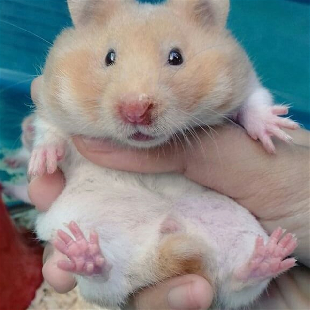 为什么仓鼠喜欢把吃的放在腮帮里,仓鼠突然特别喜欢往颊囊里塞食物